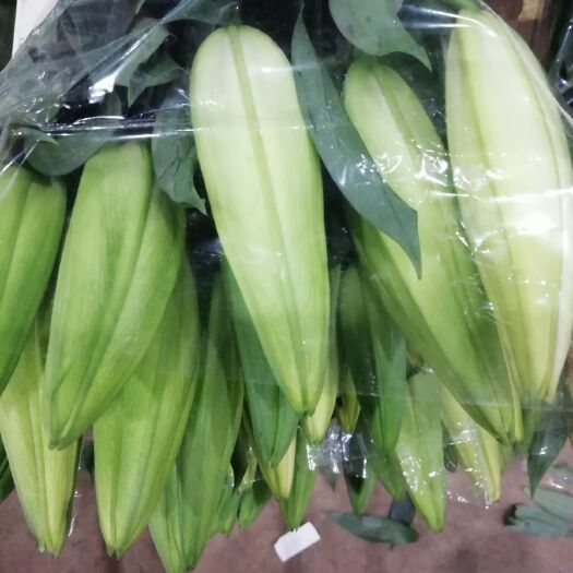 昆明香水水仙 百合