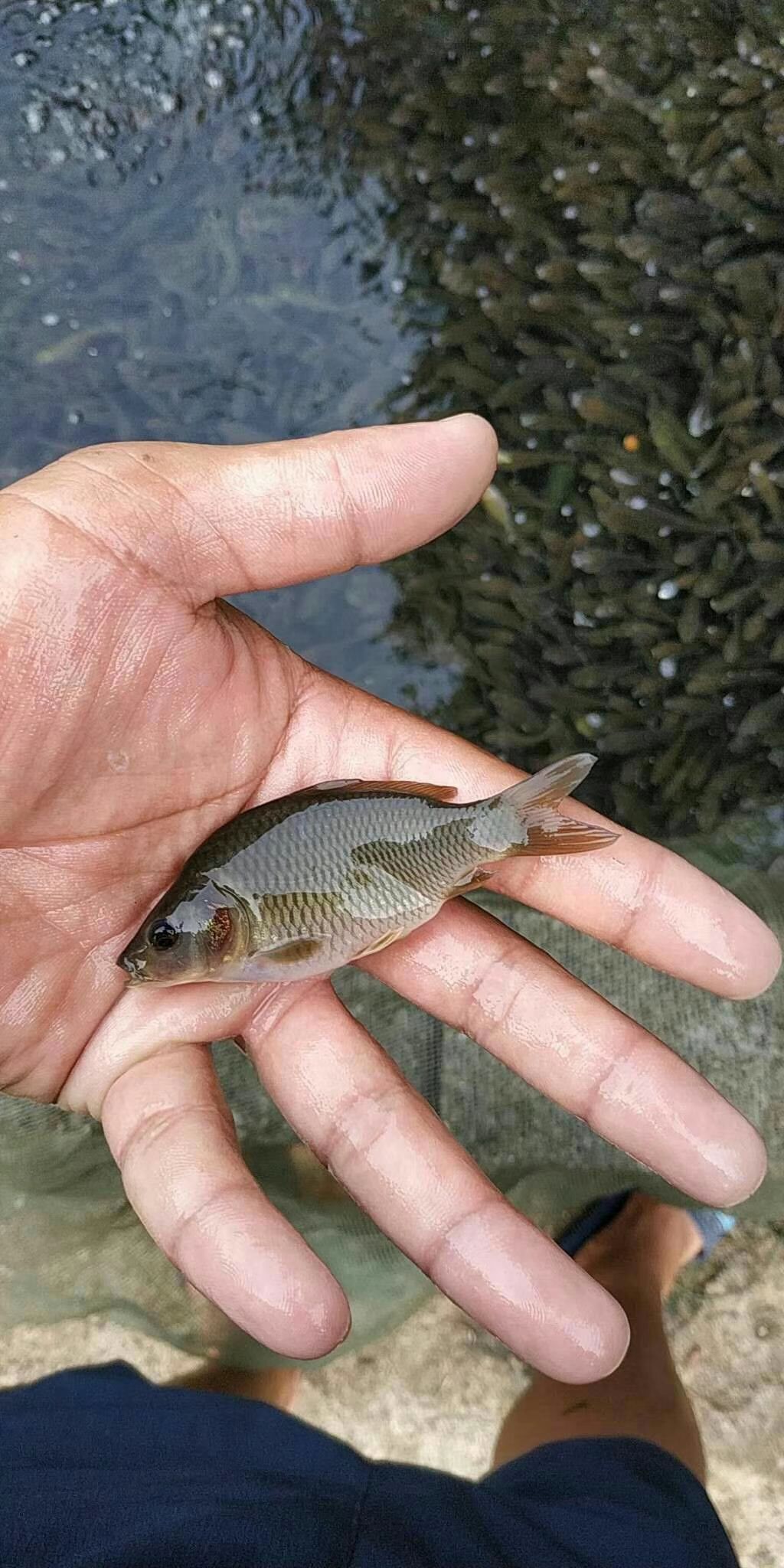禾花鲤