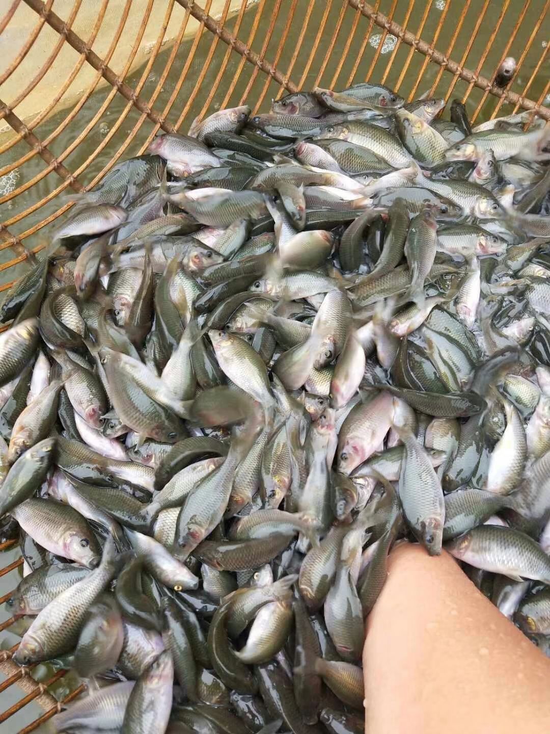禾花鲤