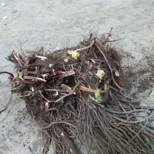小金县羌活 宽叶羌活