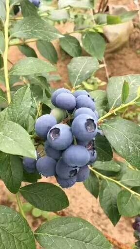 泰安蓝丰蓝莓苗 地栽苗，适应性强，高丰产