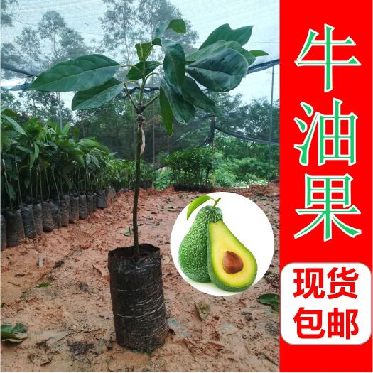 灵山县牛油果苗 牛奶果苗 水果树苗 现货批发