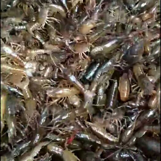 监利市虾苗