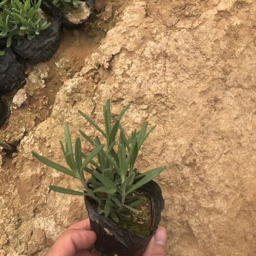 青州市狭叶薰衣草