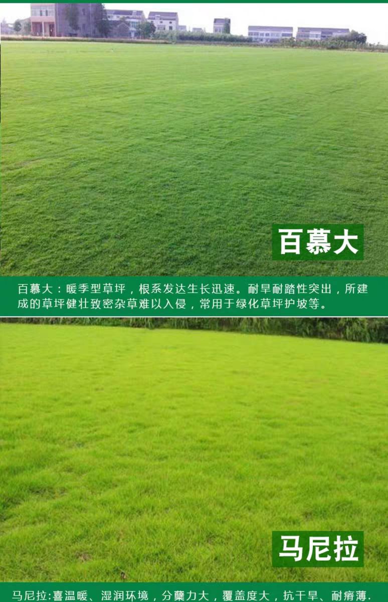 百慕大草种子  百慕大种子 草坪种子四季常青免修剪百慕大庭院
