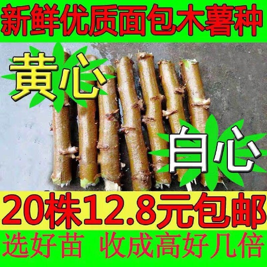 容县木薯种苗