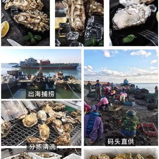 威海乳山牡蛎 文登蚝，三倍体大量现货，基地直供