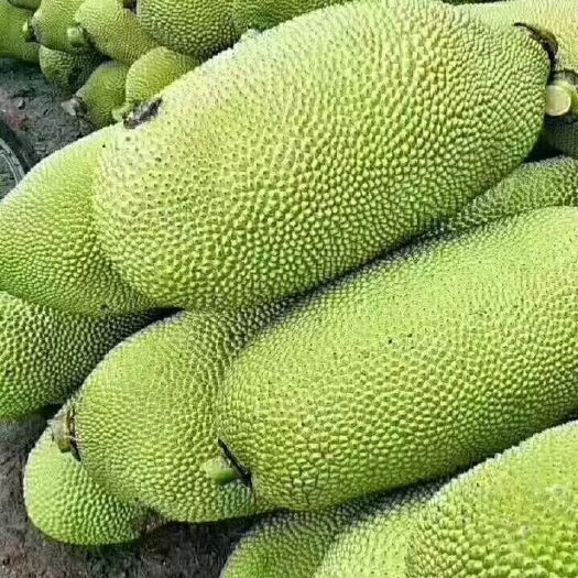 陵水县海南菠萝蜜 中果
