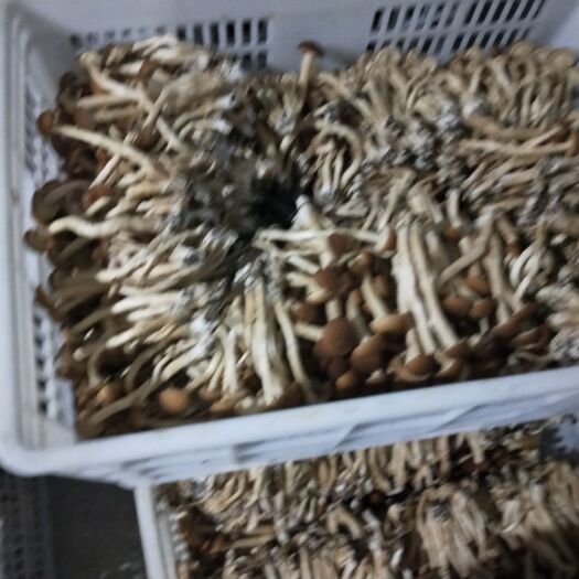 德江县黄帽茶树菇 12~14cm 未开伞 鲜茶树菇