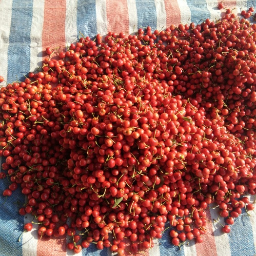 烟台红灯樱桃 5-10mm 5-8g