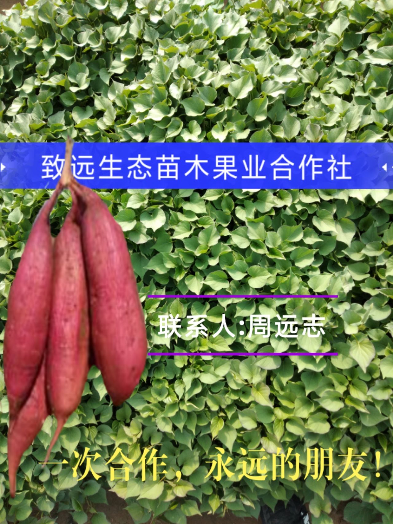 秦薯4号红薯苗 秦薯五号红薯苗