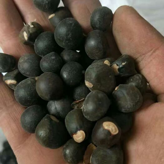 定西文冠果种子