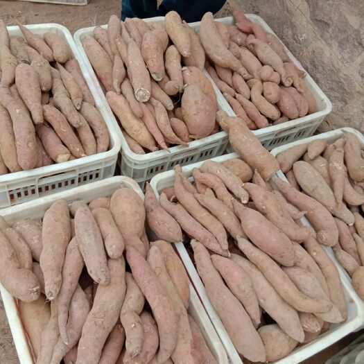 瓦房店市沙地红薯 混装通货 红皮