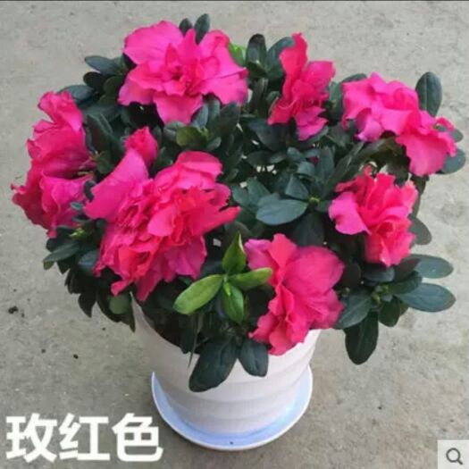 平邑县景观盆栽