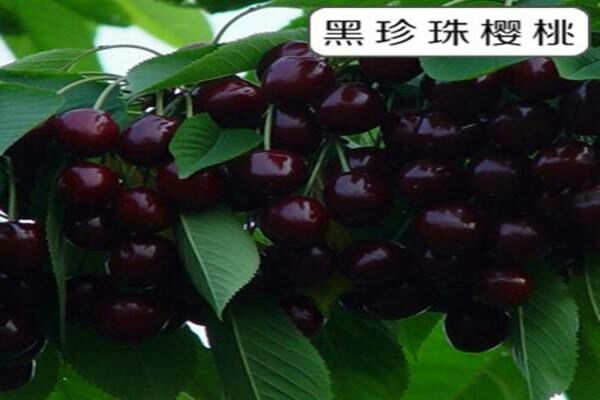 平邑县黑珍珠苗