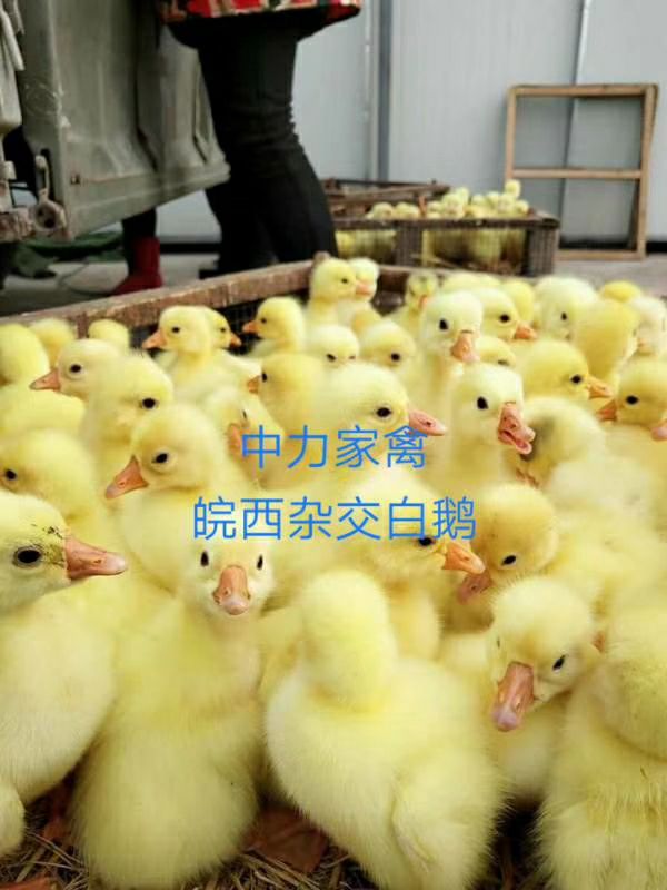 三花鹅苗 大种鹅苗 白鹅苗批发 提供技术服务 运输成活