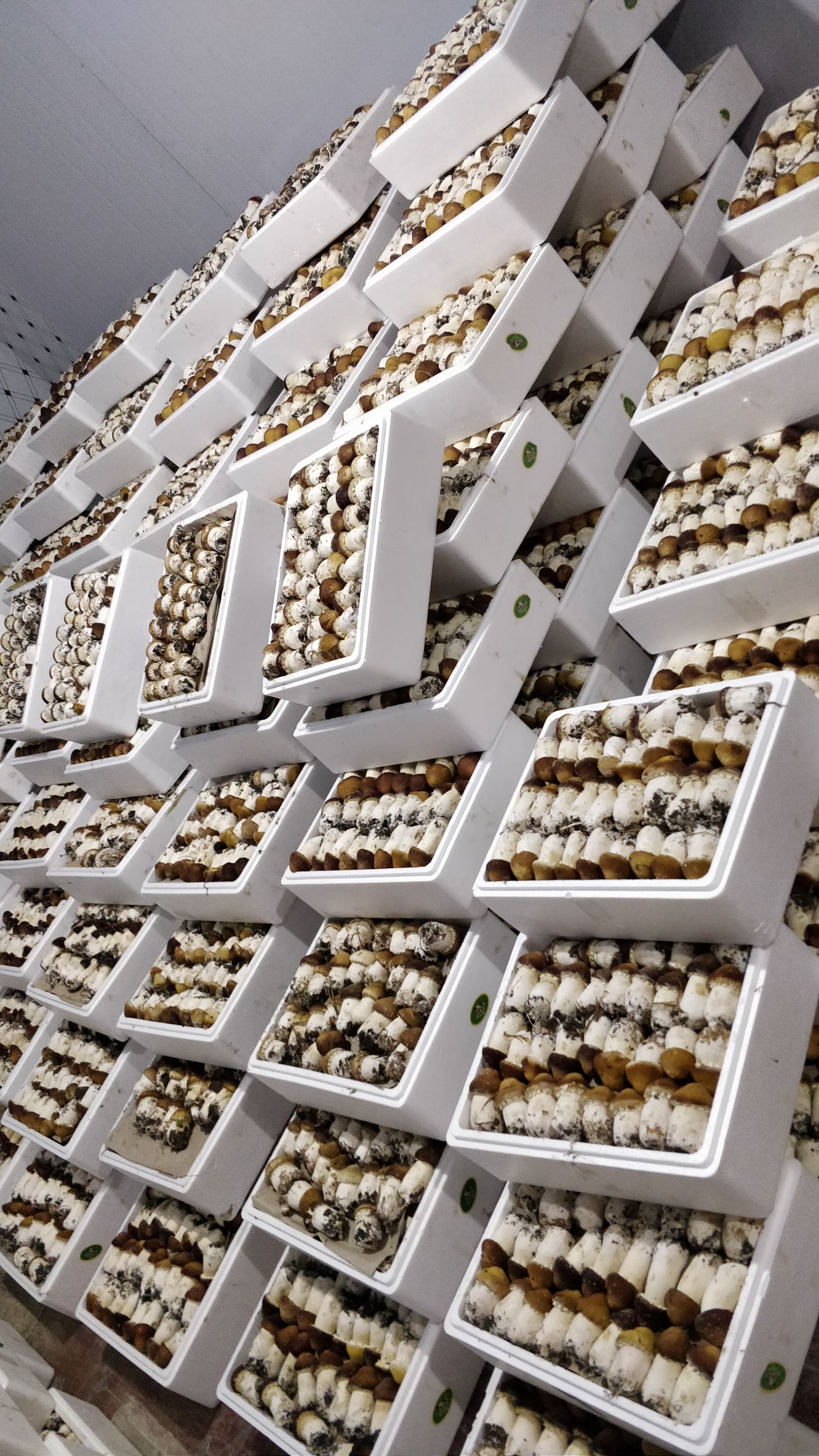 大球盖菇 鲜货 人工种植 未开伞