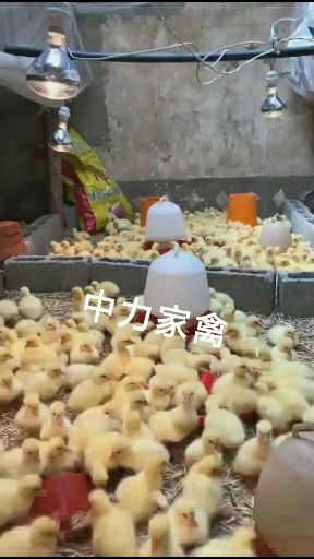 三花鹅苗 大种鹅苗 白鹅苗批发 提供技术服务 运输成活