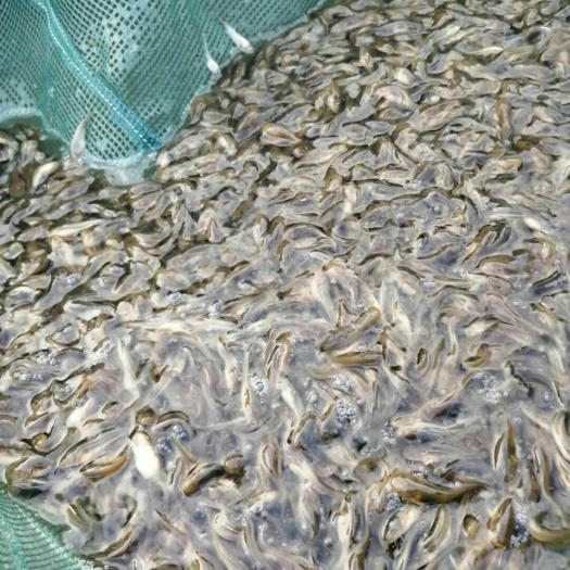 眉山沟鲶鱼苗