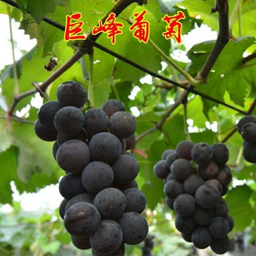 平邑县巨峰葡萄苗