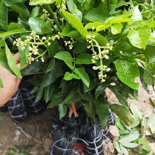 灵山县黑黄皮果苗