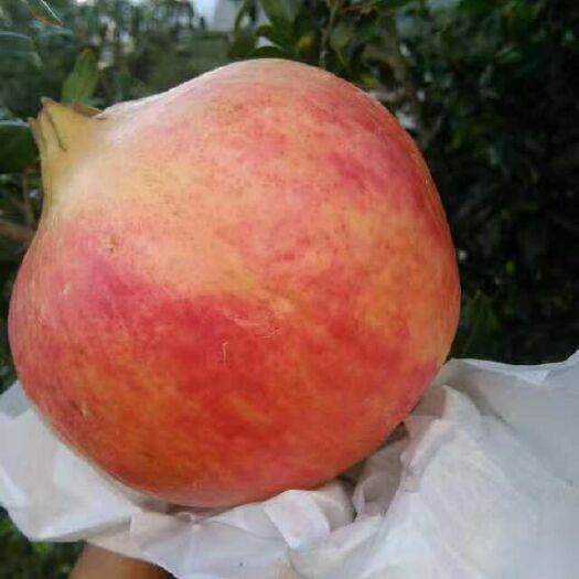 会理市 会理软仔石榴，色好仔软，