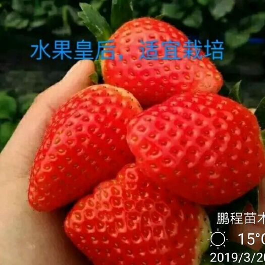 泰安甜宝草莓苗 30~40公分 地栽苗