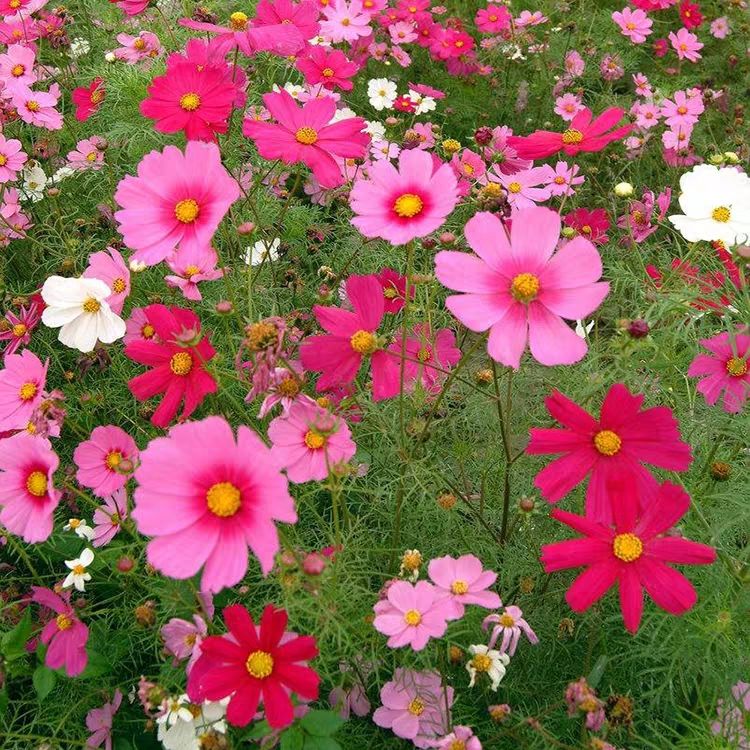 波斯菊种子 四季开花种子格桑花野花种子庭院小区绿化四季种植