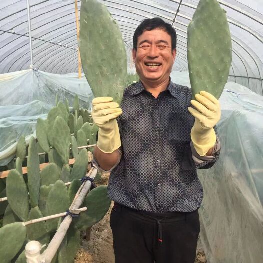 周口 米邦塔仙人掌可食用可美容基地直达新鲜采摘包邮