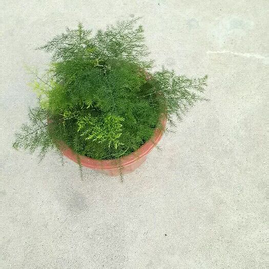 汕头文竹
