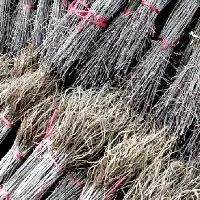 阜新沙棘苗  沙棘大果深秋红，中华沙棘小果。