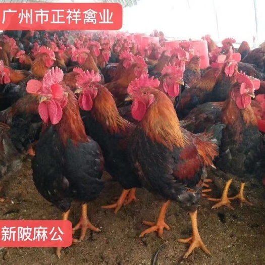 广州快大麻鸡 正祥禽业张传志