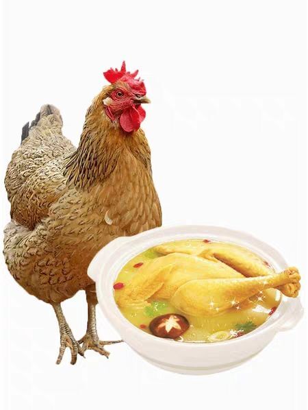 合肥[散养2年]正宗散养黄油老母鸡柴鸡农家土鸡草鸡煲汤土鸡月子鸡
