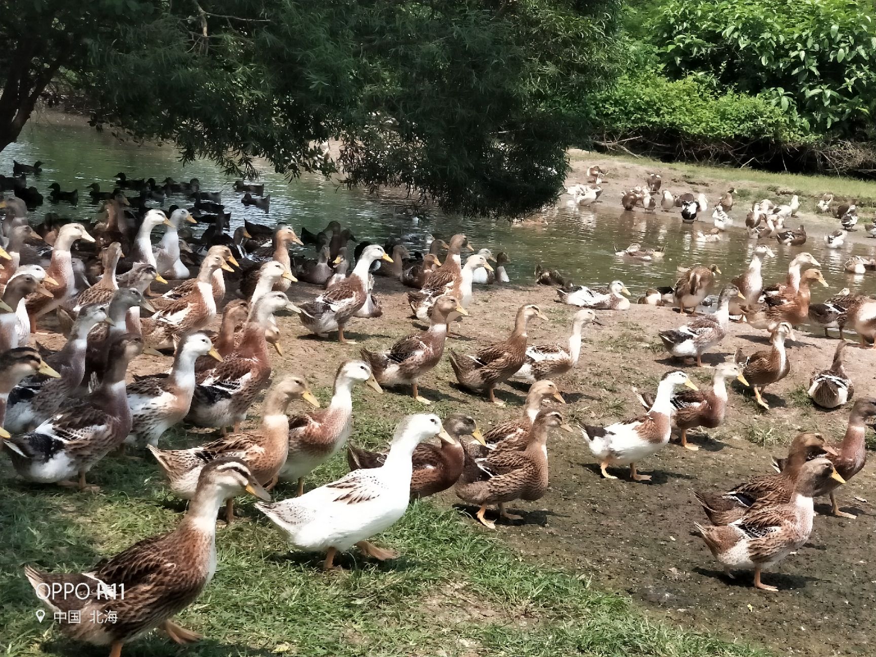 合浦县杂交鸭 5-6斤 统货 全散养