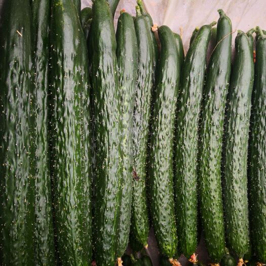 沂南县刺黄瓜 25~35cm