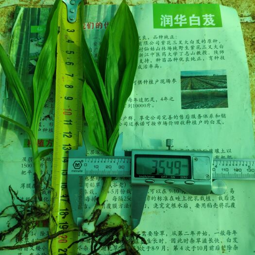 广德市紫花白芨苗 大量供应紫花三叉大白芨训化苗