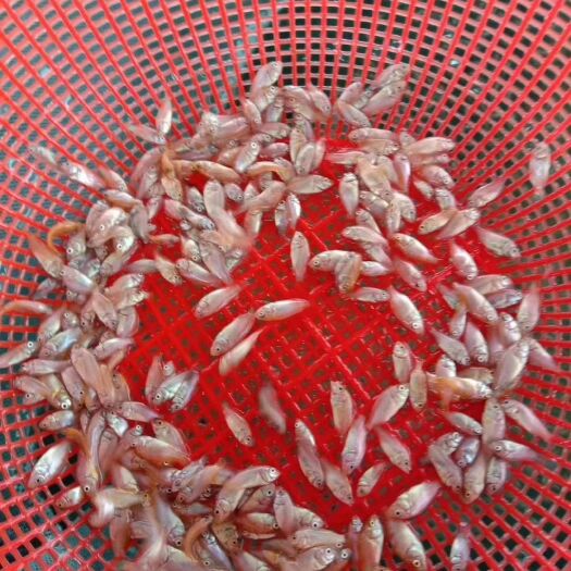 广州鲷鱼 彩虹蜩
