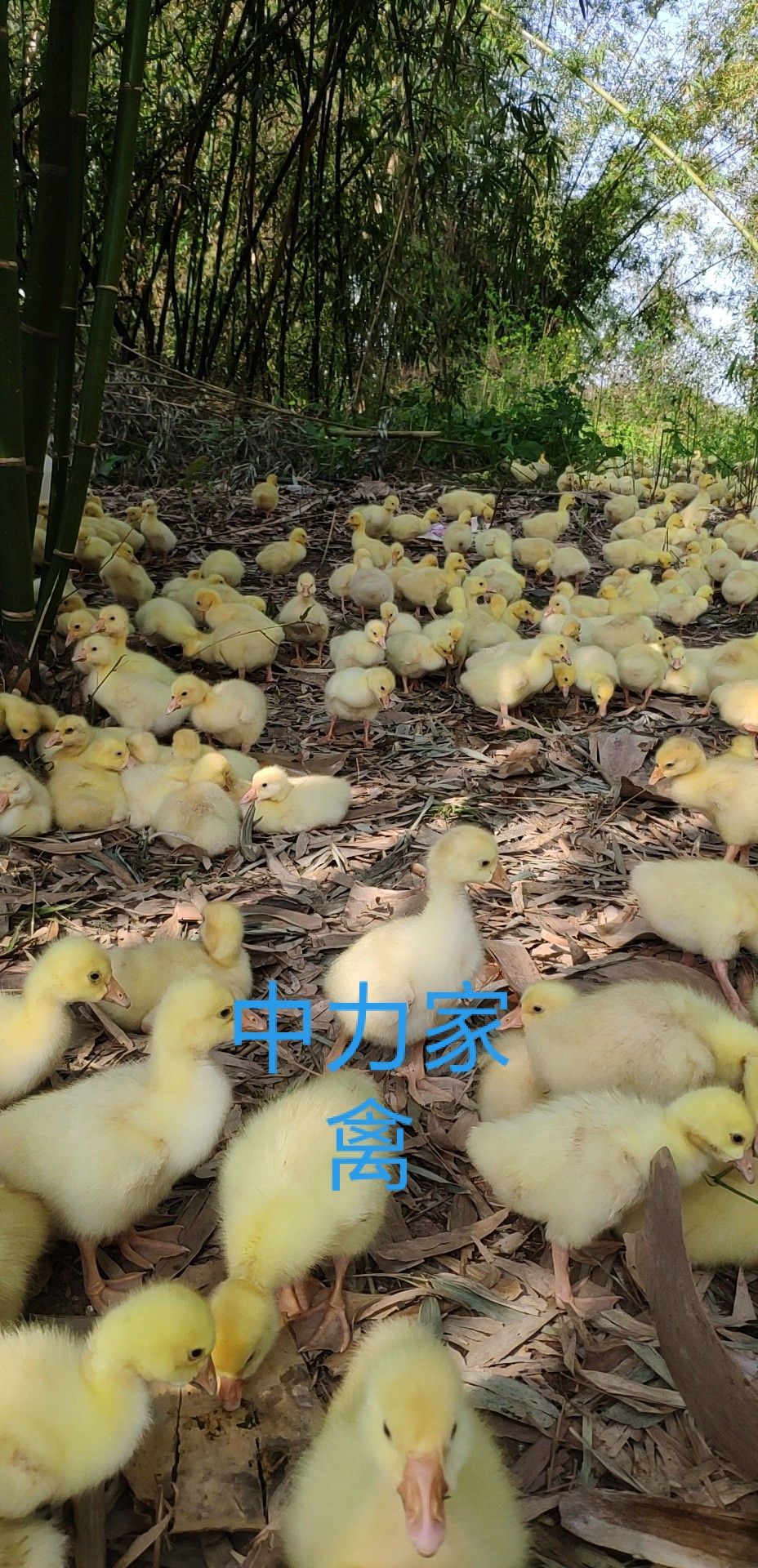 三花鹅苗 大种鹅苗 白鹅苗批发 提供技术服务 运输成活