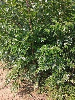 青县枣树苗