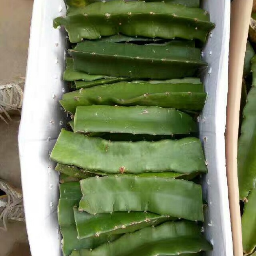 富川县金都一号火龙果 特大（1斤以上）