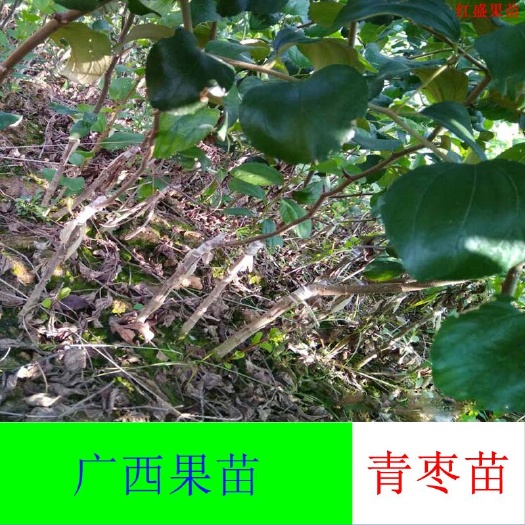 灵山县青枣苗