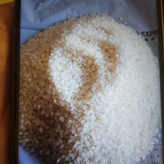 东海县圆粒粳稻 晚稻