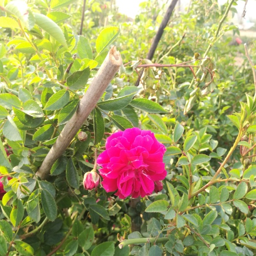 木香花 树苗蔷薇科浓香爬藤植物盆栽木香苗甜蜜红花苗