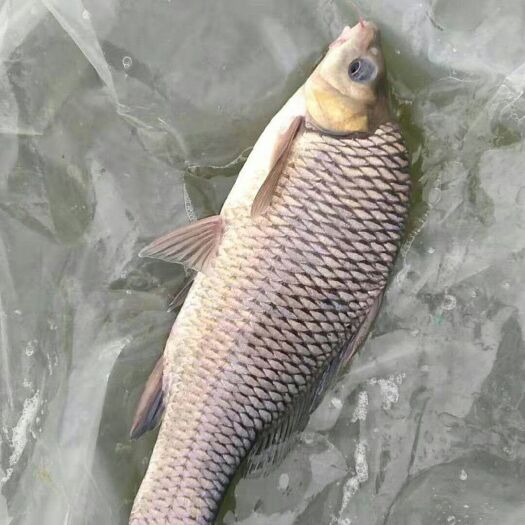 岳池县草鱼苗