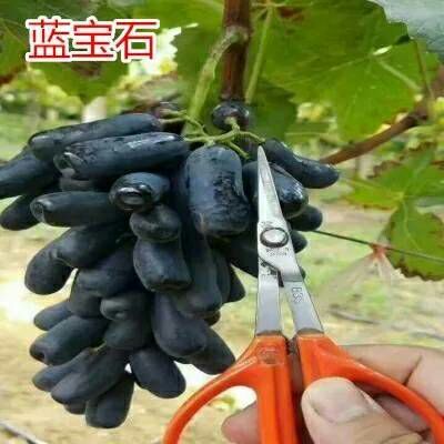 平邑县蓝宝石葡萄苗