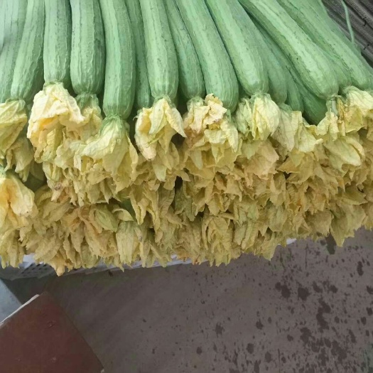 濮阳县鲜花丝瓜 30~50cm