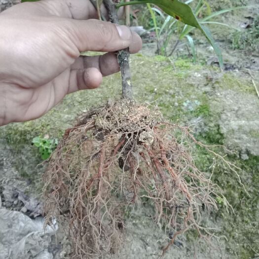 三江县粉红黑老虎苗