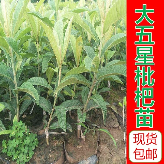 灵山县大五星 枇杷果树苗 正品包邮 现货批发