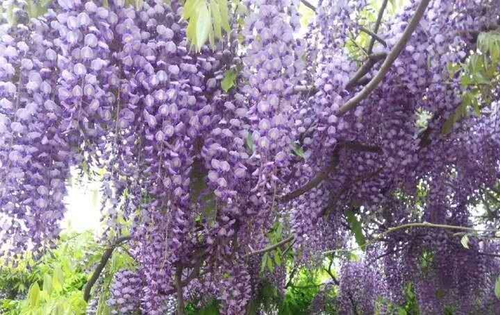夏邑县葛花