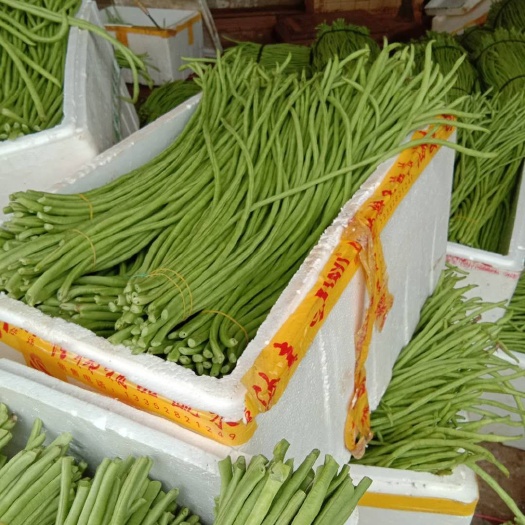 合浦县长豇豆  合浦县中季豆角大量上市
